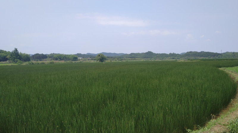 致远QC小组：寻找“灯心草”